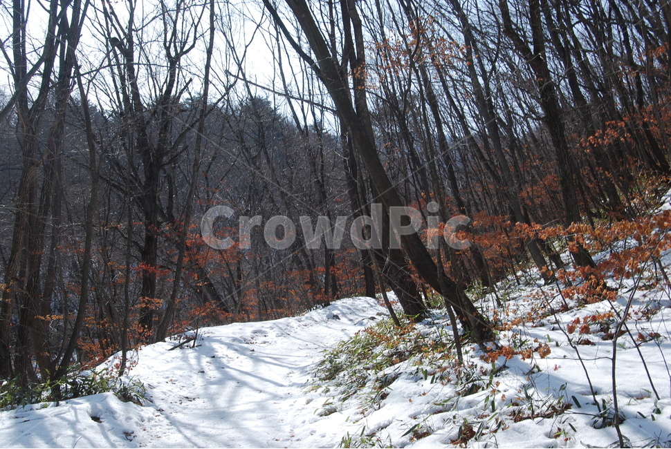 방태산,강원도,강원도인재,주억봉,방태산자연휴양림,겨울,계절,winter,season,자연,풍경,nature,landscape,한국자연풍경,한국자연경관,korea nature landscape,plant,식물,tree,나무