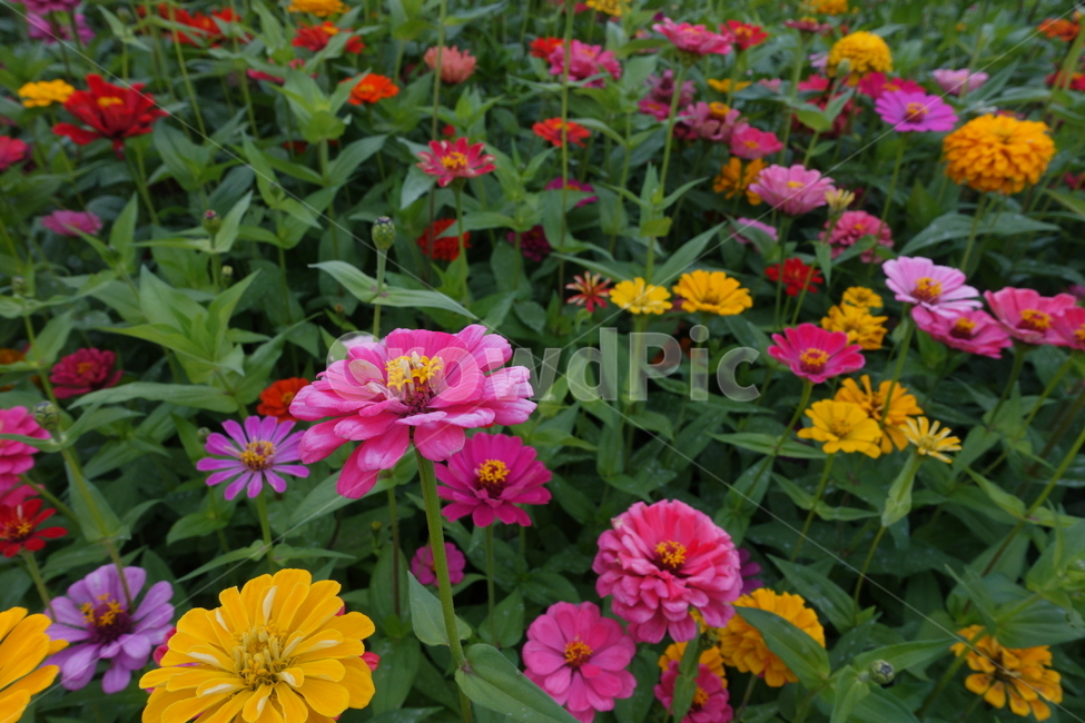 꽃,flower,blossom,그린,식물,plant,식물,자연,plants,nature,꽃,flower