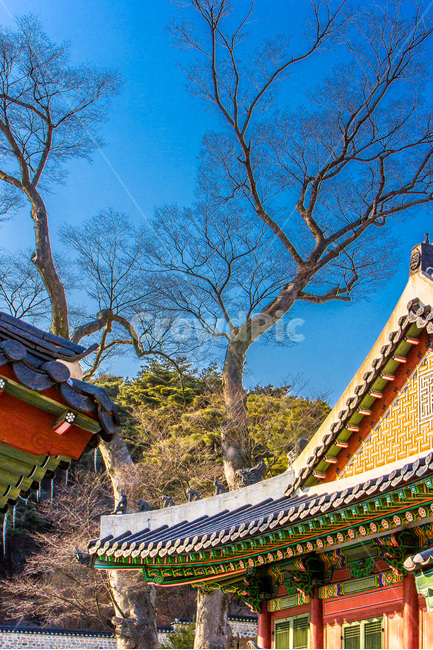 건축,단청,문화유산,패턴,전통,겨울,계절,winter,season,한국전통,한국문화,korean traditional,korean culture,식물,자연,plants,nature,나무,trees,wood,건축물,건물외관,exterior,building,structure,architecture,construction