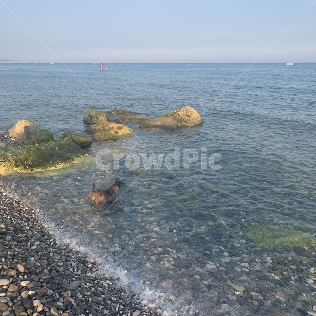 해변,바다,강아지,수영,nice,beach,동물,망통,개