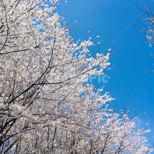 벚꽃,하늘,봄,꽃,파란하늘,봄,계절,spring,season,plant,식물