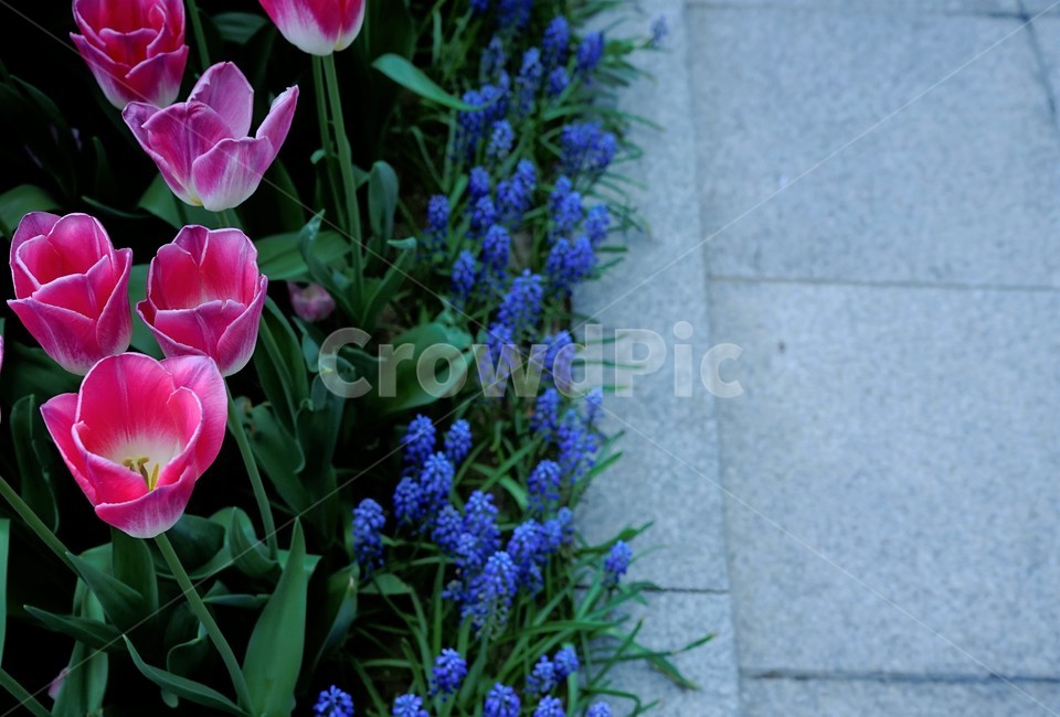 봄,bloom,꽃,식물,자연,화사함,꽃향기,colorful,floral,flower,gardenflowers,happymind,life,nature,plant,spring,파랑색,식물,자연,plants,nature,꽃,flower