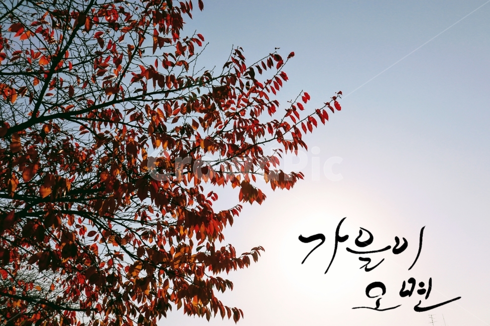가을,캘리그라피,나무,잎,계절