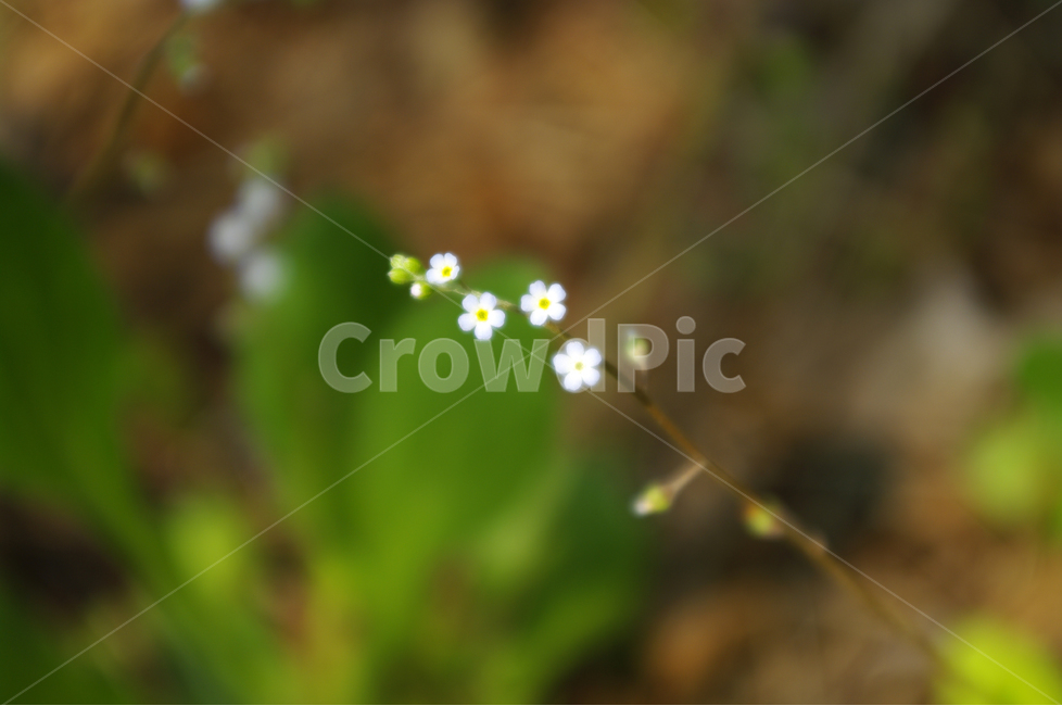 꽃마리,식물,flower,plants,nature,꽃,color,식물,자연,plants,nature,꽃,flower