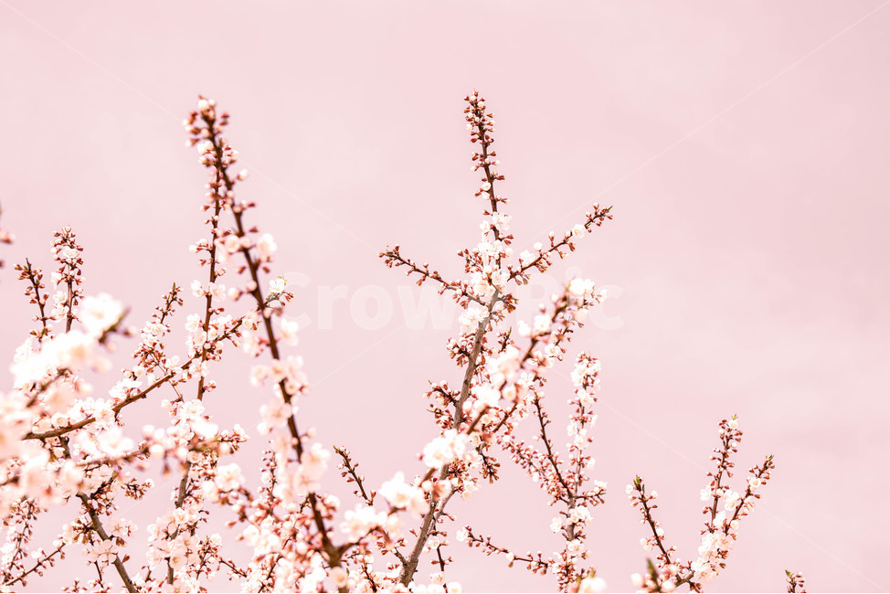 봄,벚꽃,하늘,감성사진,체리블라썸,봄,계절,spring,season,식물,자연,plants,nature,꽃,flower,색깔,색상,색채,색감,color sense,color sensitivity,feeling of color,plant,blossom