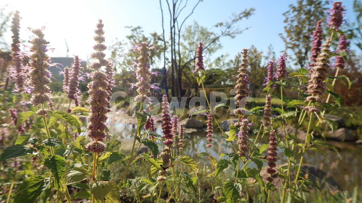 plant,식물,flower,blossom,꽃,garden,정원,식물,자연,plants,nature,꽃,flower