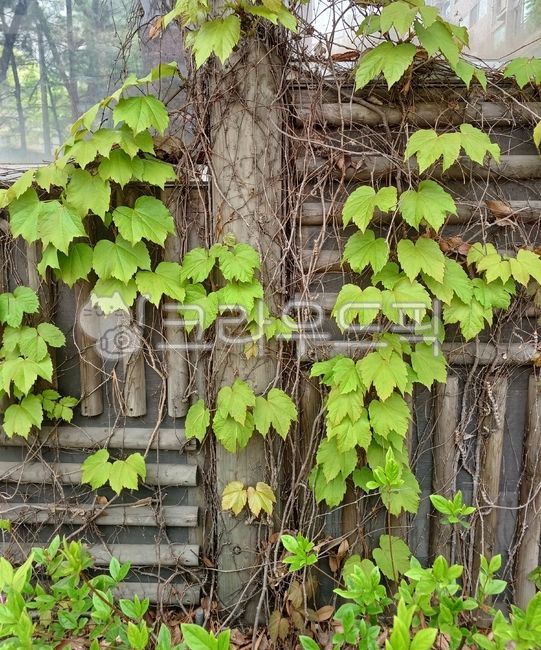 담쟁이,담쟁이덩쿨,담쟁이넝쿨,봄,초록,담쟁이덩굴,담쟁이잎,덩굴손,덩굴식물,아이비,나뭇잎,ivy,vine,양담쟁이,상록담쟁이,잎,초봄,초록잎,녹색잎,leaf,푸른잎,그린,연두,초록색,연두색,녹색,green,색깔,색상,색채,색감,color