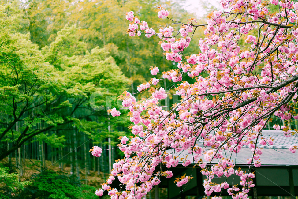 Kyoto travel,bamboo,landscape photography,bamboo forest,flower photo,Japan travel,Kyoto,Arashiyama,travel photos,plant photography,flowers and trees