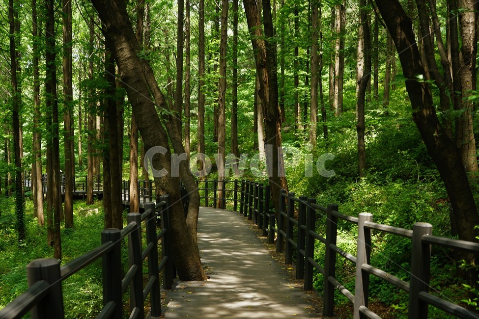 숲,자연,그늘,나무,녹음,녹색,forest,nature,shodow,trees,green,힐링,휴식,시원함,고요함,healing,relaxation,cool,calm,forestbathing,freshness,산책로,자연,풍경,nature,landscape,식물,plants,나무,trees,wood,bridge,다리,building,건물,boardwalk,산책로