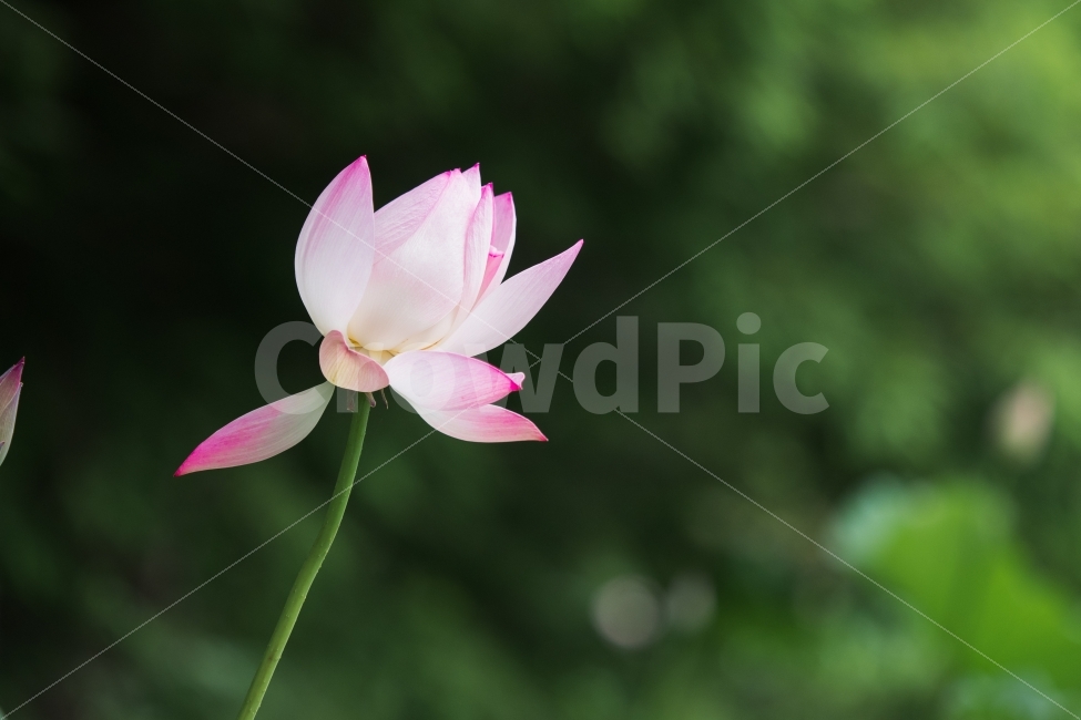 연꽃,연,lotus,식물,불고,로터스,진흙,구자,당신은마음마저도아름답습니다,아름다움,분홍,분홍꽃,자연,풍경,부다,연못,핑크,이제염오,불여악구,계향충만,본체청정,면상희이,유연불삼,구자재길,개부구족,성숙청정,생기유상,청순한마음,꽃,flower,식물,자연,plants,nature,꽃,flower
