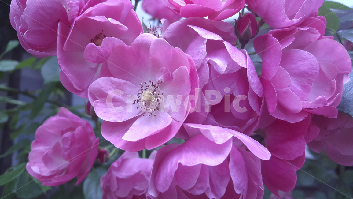 핑크,파이올렛,보라,핑크색꽃,꽃배경,자연,식물,꽃,꽃나무,클로즈업,pink,violet,pinkflower,violetflower,flowertree,closeup,flowerbackgound,plants,flower