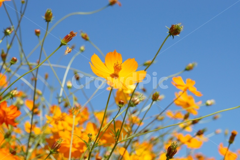 가을,코스모스,꽃밭,cosmos,flowers,flower,노란꽃,꽃,황화코스모스