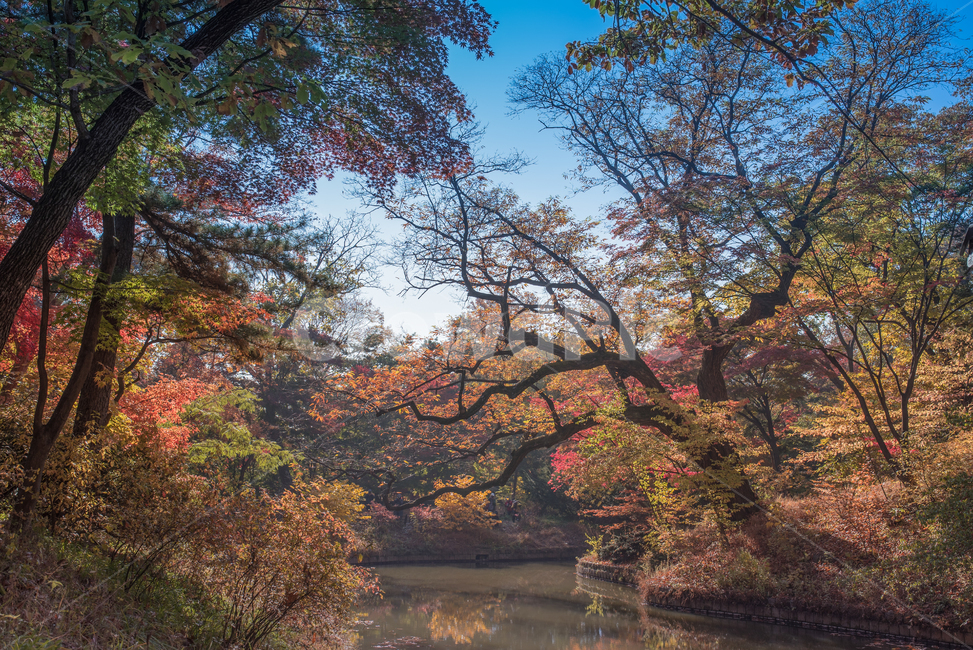 창덕궁,창덕궁후원,단풍,단풍나무,가을,가을,계절,fall,autumn,season,tree,나무,plant,식물,tree trunk,나무 줄기