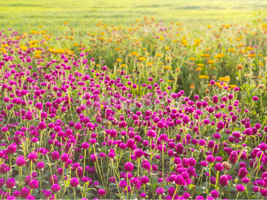 천일홍,꽃,풍경,빛,해,아침,식물,자연,plants,nature,꽃,flower