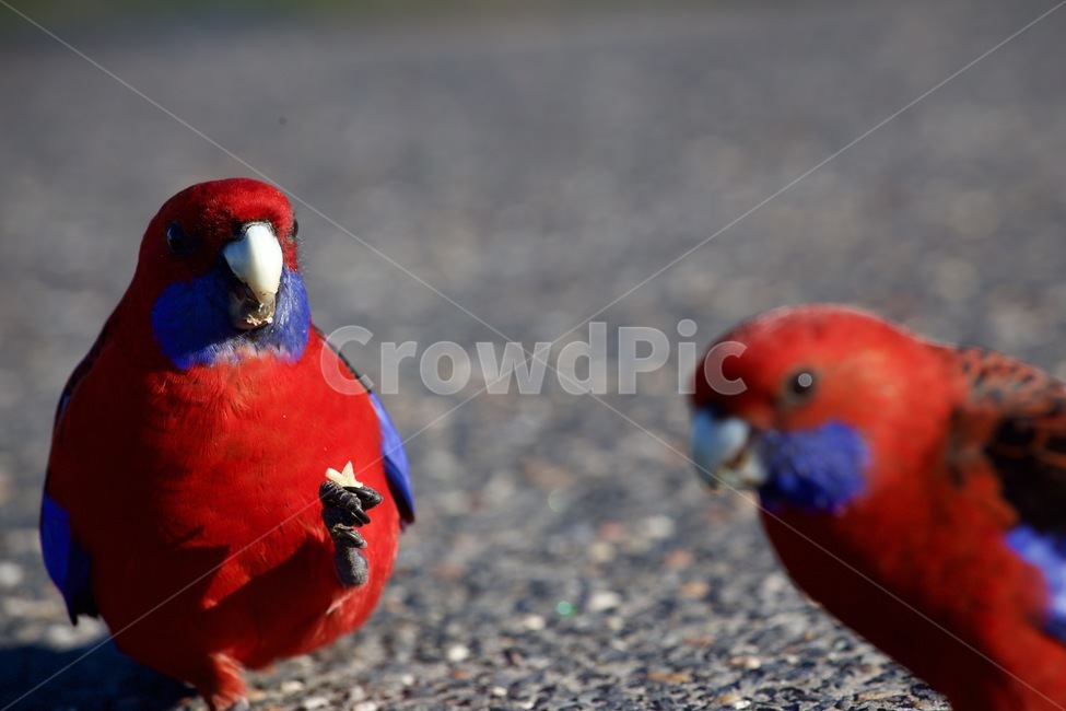놀이,animal,동물,bird,새,parrot,macaw,앵무새