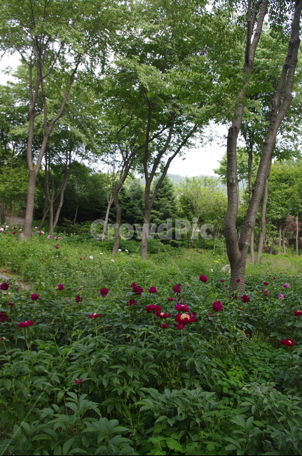 숲,초록,나무,잎,꽃,flower,식물,plant,계절,봄,spring,자연,풍경,nature,landscape,tree