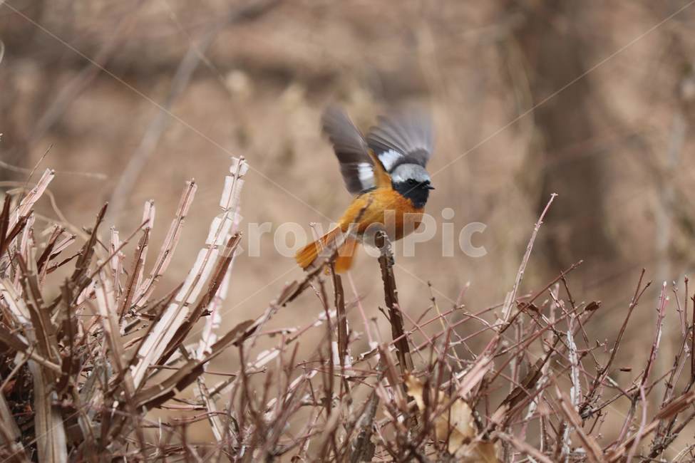 새,산,자연,야생동물,날개,동물,animal,조류,새,birds