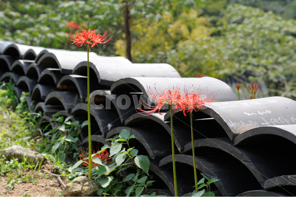 상사화,꽃,자연풍경,기와,한국,한국전통,한국문화,korean traditional,korean culture,식물,자연,plants,nature,꽃,flower