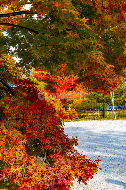 가을,계절,자연,감성,단풍,낙엽,나무,plant,tree,서정,가을낭만,식물,잎,maple,가을,계절,fall,autumn,season,식물,자연,plants,nature,leaf