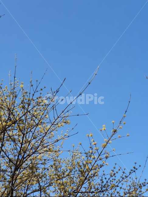 봄,하늘,나무,산수유,노란색,봄,계절,spring,season