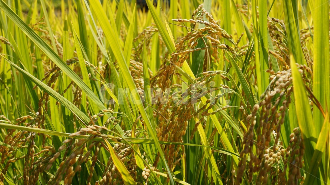 가을,농사,논,벼,쌀,autumn,farming,paddy,rice,곡류,곡식,cereals,농업,농사,agriculture,farming,farming industry