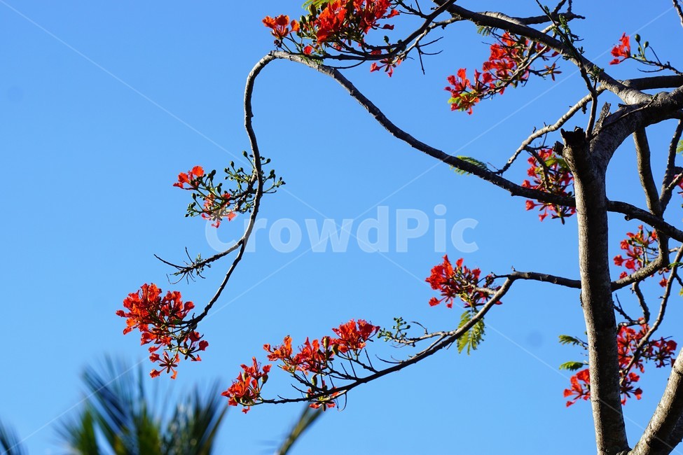 꽃,나무,자연,식물,하늘,파란하늘,flower,sky,nature,크리스마스트리나무,크리스마스트리꽃,외국꽃,열대나무,붉은꽃,redcolor,green,초록,외국자연풍경,식물,자연,plants,nature,꽃,flower