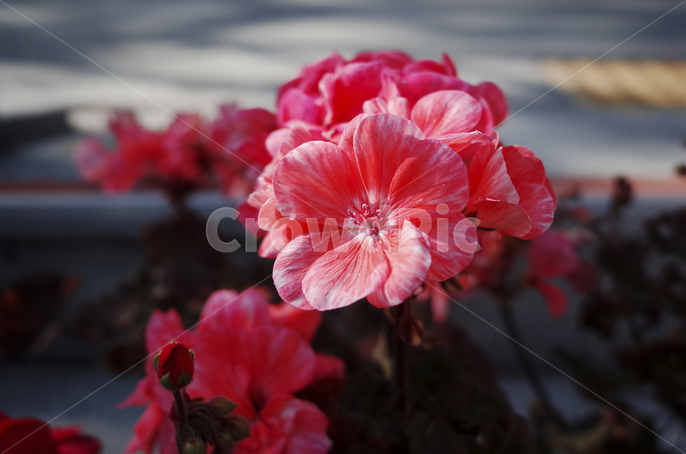 blossom,꽃,flower,식물,plant,red,빨간꽃,빨간,붉은,붉은꽃,들꽃