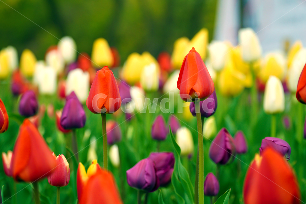 감성사진,색감,식물,꽃,flower,plant,튤립,tulip,식물,자연,plants,nature,꽃,flower
