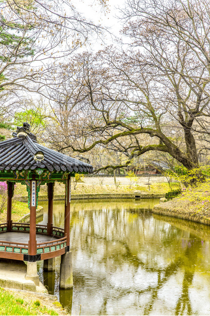 정자,고궁,비원,연못,문화유산,봄,반영,봄,계절,spring,season,한국전통,한국문화,korean traditional,korean culture,랜드마크,landmark,tourist attraction,한국랜드마크,한국관광지,한국명소,korea landmark,korea tourist attraction