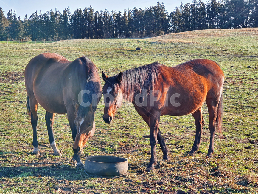 nature,자연,말,조랑말,경주말,outdoors,옥외,field,들,grassland,목초지,horse,동물,animal,포유류,mammal