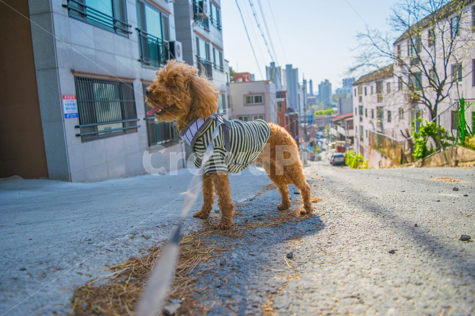 개,강아지,배경화면,색감,산책,동물,animal,포유류,mammal,개,강아지,dog,doggy