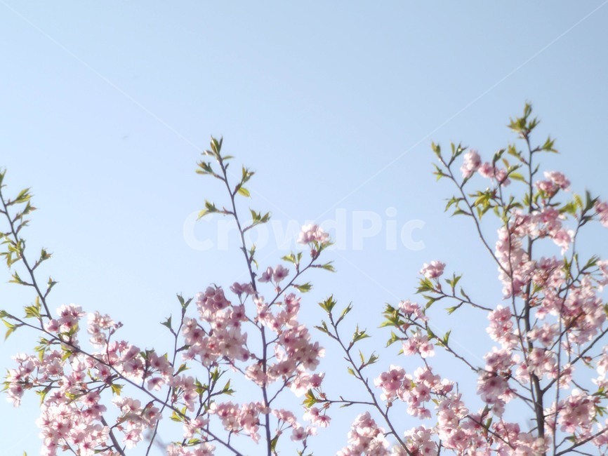 벚꽃,봄,자연,식물,flower,꽃,blossom,식물,자연,plants,nature,꽃,flower