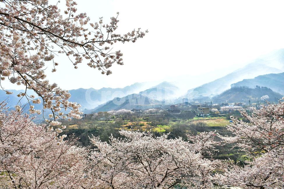 벚꽃축제,하동십리벚꽃길,벚꽃,하동,벚꽃시즌,풍경