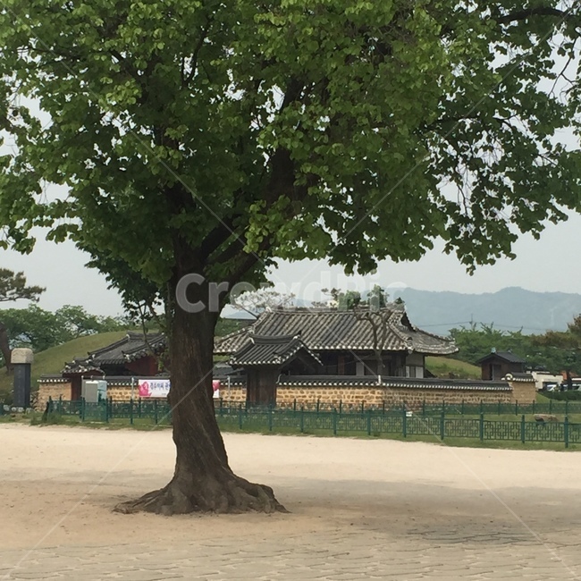 나무한그루,나무,트리,한옥,기와집,풍경,경주,한국전통,한국문화,korean traditional,korean culture,식물,자연,plants,nature,나무,trees,wood