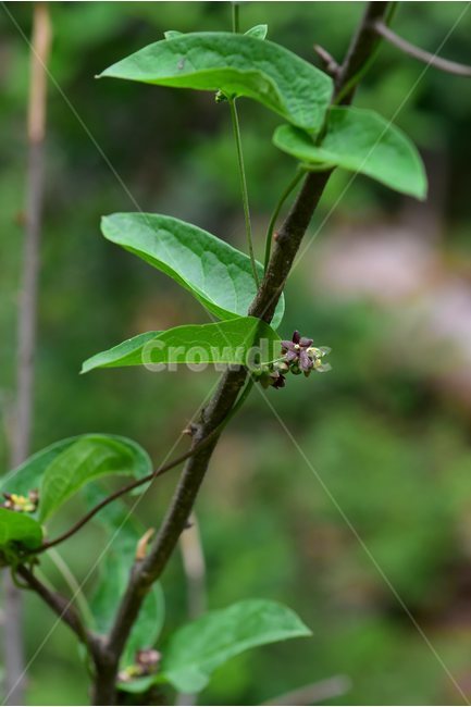 덩굴박주가리,야생화,꽃,식물,자연,생태,플라워,flower,plants,nature,식물,자연,plants,nature