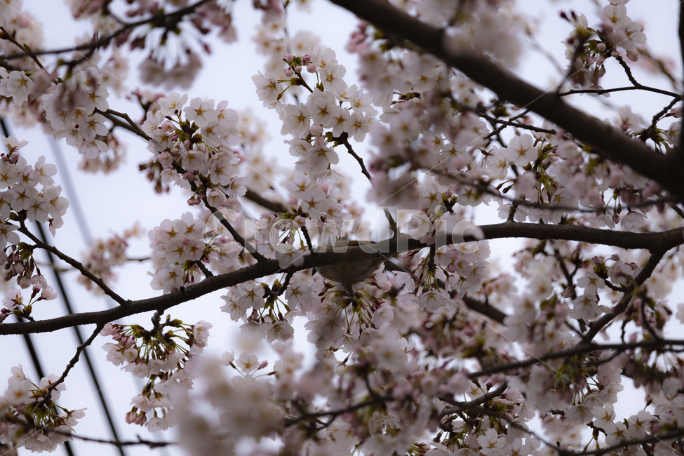 벚꽃,벚나무,cherryblossoms,봄꽃,벚나무꽃,흰꽃,식물,자연,plants,nature,꽃,flower