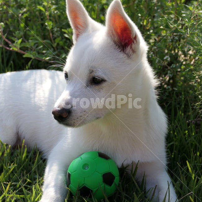 강아지,아기강아지,dog,puppy,cute,귀여움,댕댕이,흰둥이,흰강아지,whitedog,공,장난감,축구공,동물,animal,포유류,mammal,개,강아지,dog,doggy