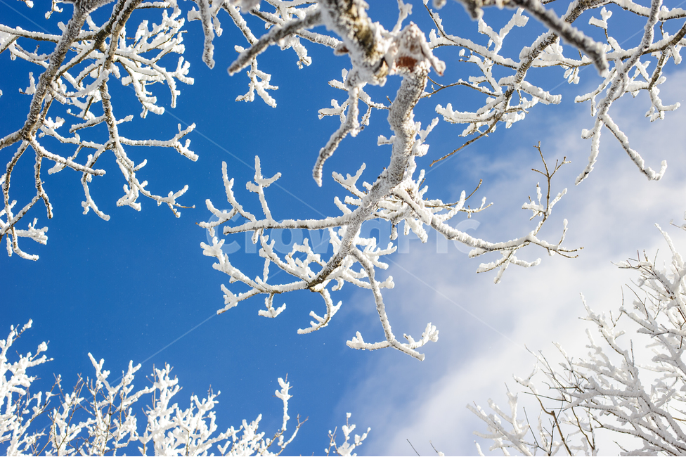 상고대,눈꽃,겨울산행,덕유산,겨울,겨울,계절,winter,season,자연,풍경,nature,landscape,outdoors,옥외,snow,눈,frost,서리