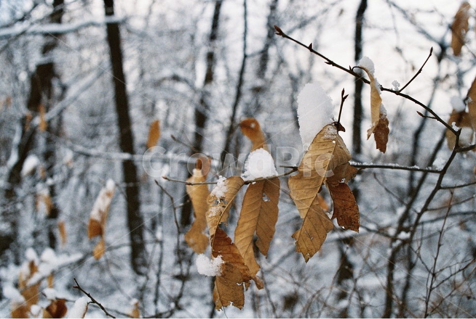 눈,겨울,나무,자연,숲,산,snow,snowy,winter,tree,nature,forest,mountain,hiking,빙,frost,서리
