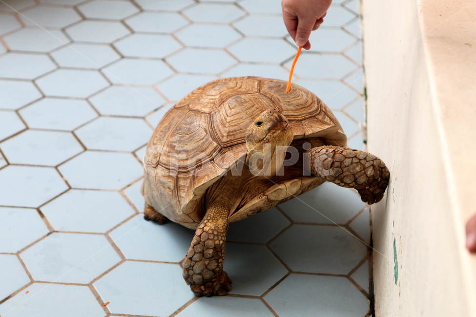 거북이,자라,느림보,사막,동물원,zoo,파충류,양서류,reptile,amphibian