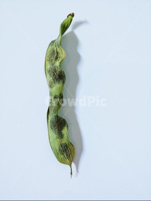 콩,콩껍질,건조,말린콩,녹색,plant,식물