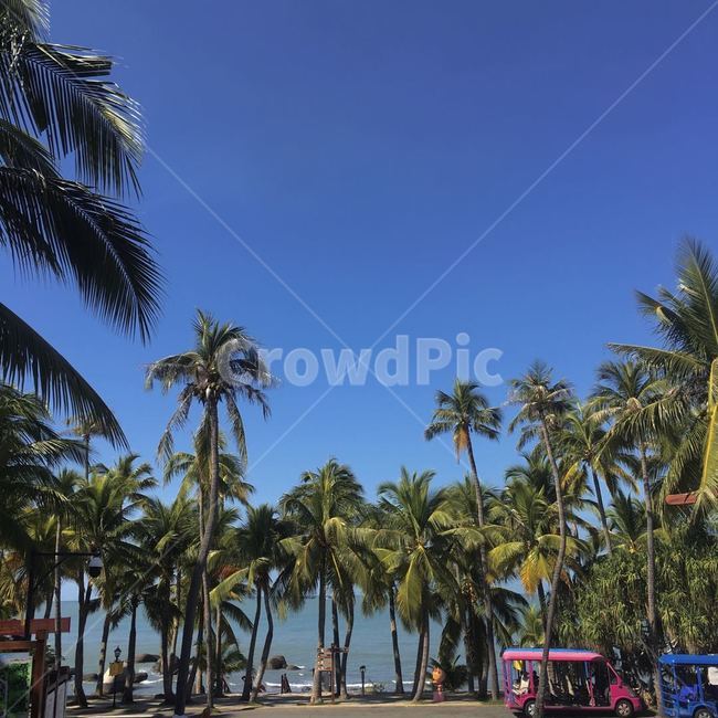 여름,야자수,하늘,summer,palmtree,sky