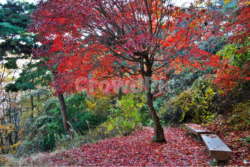 가을,단풍,붉은색,낙엽,벤치,가을,계절,fall,autumn,season,tree,나무,plant,식물,leaf,잎,maple