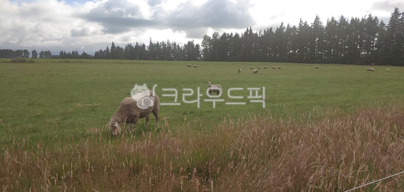 뉴질랜드,양,초원,오세아니아,풍경,newzealand,맑음,청정지역,평화로운,sheep,farm,농장,필드,field,자연,nature,목초지,가축