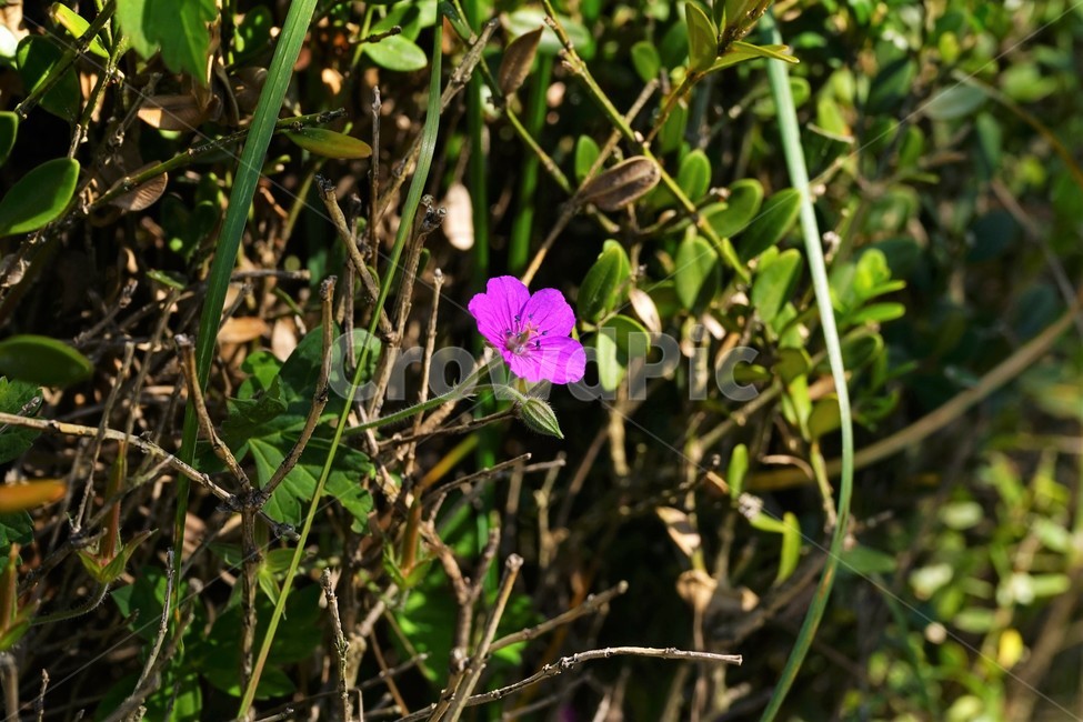 꽃,향기,계절,여름,녹색,빨강색,아름다움,자연,healing,nature,bloom,season,smell,beautiful,plant,flower,식물,자연,plants,nature,꽃,flower