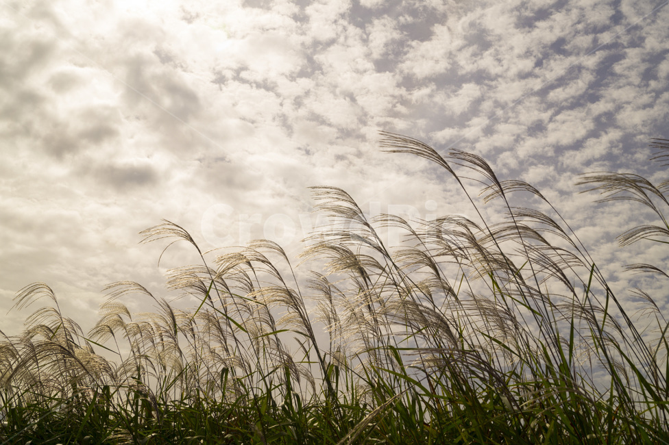 갈대,갈대밭,하늘,하늘갈대,바람,구름,가을,계절,fall,autumn,season,plant,식물,grass,잔디,lawn,reed