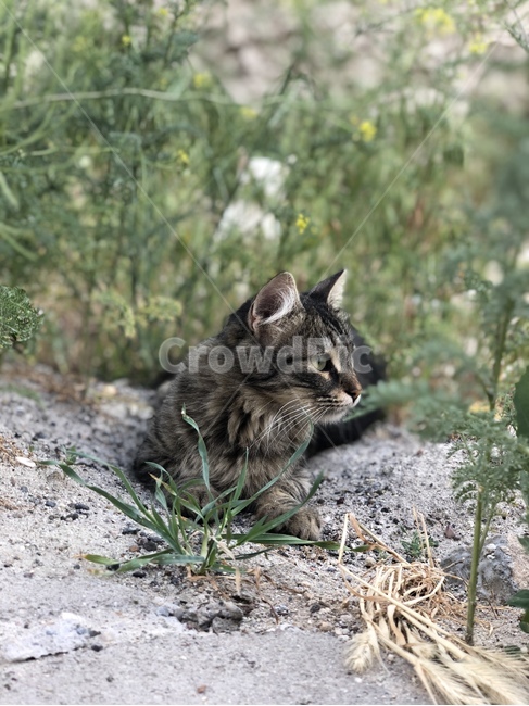 고양이,길고양이,cat,animal,길거리,풀,냥냥이,냥이,귀여움,옆모습