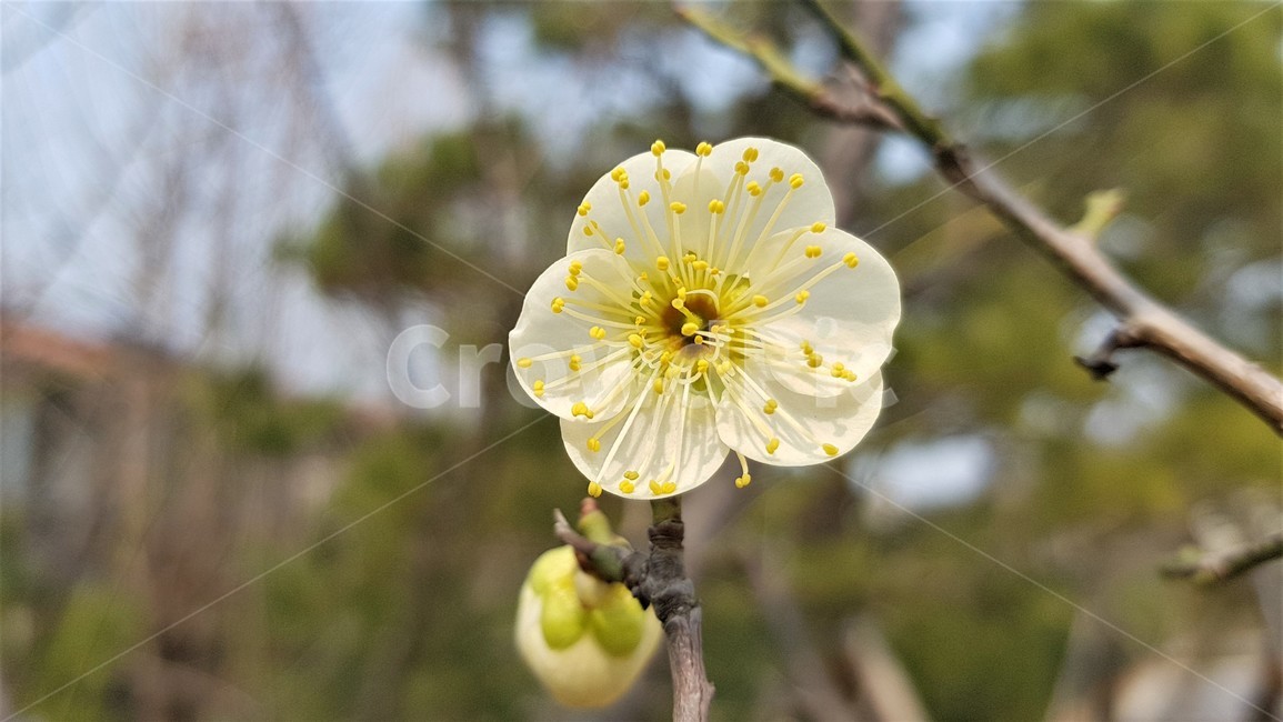 봄,봄꽂,매화,계절,동네공원,아웃포커싱,연노랑색,yellow,식물,자연,plants,nature,꽃,flower