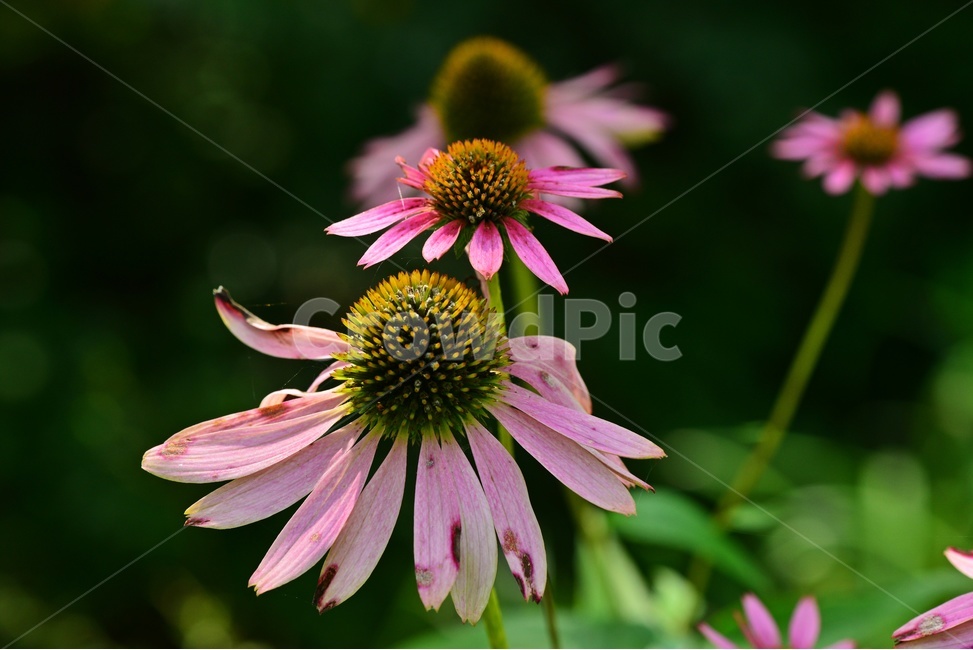 plant,식물,blossom,flower,꽃,자주루드배키아,식물,자연,plants,nature