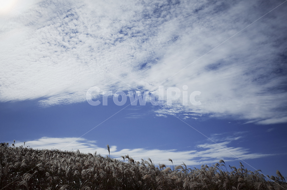slope,경사,nature,자연,outdoors,옥외,언덕,hill,field,들,grassland,목초지,하늘,구름,sky,cloud,clouds,bluesky,푸른하늘,파란하늘